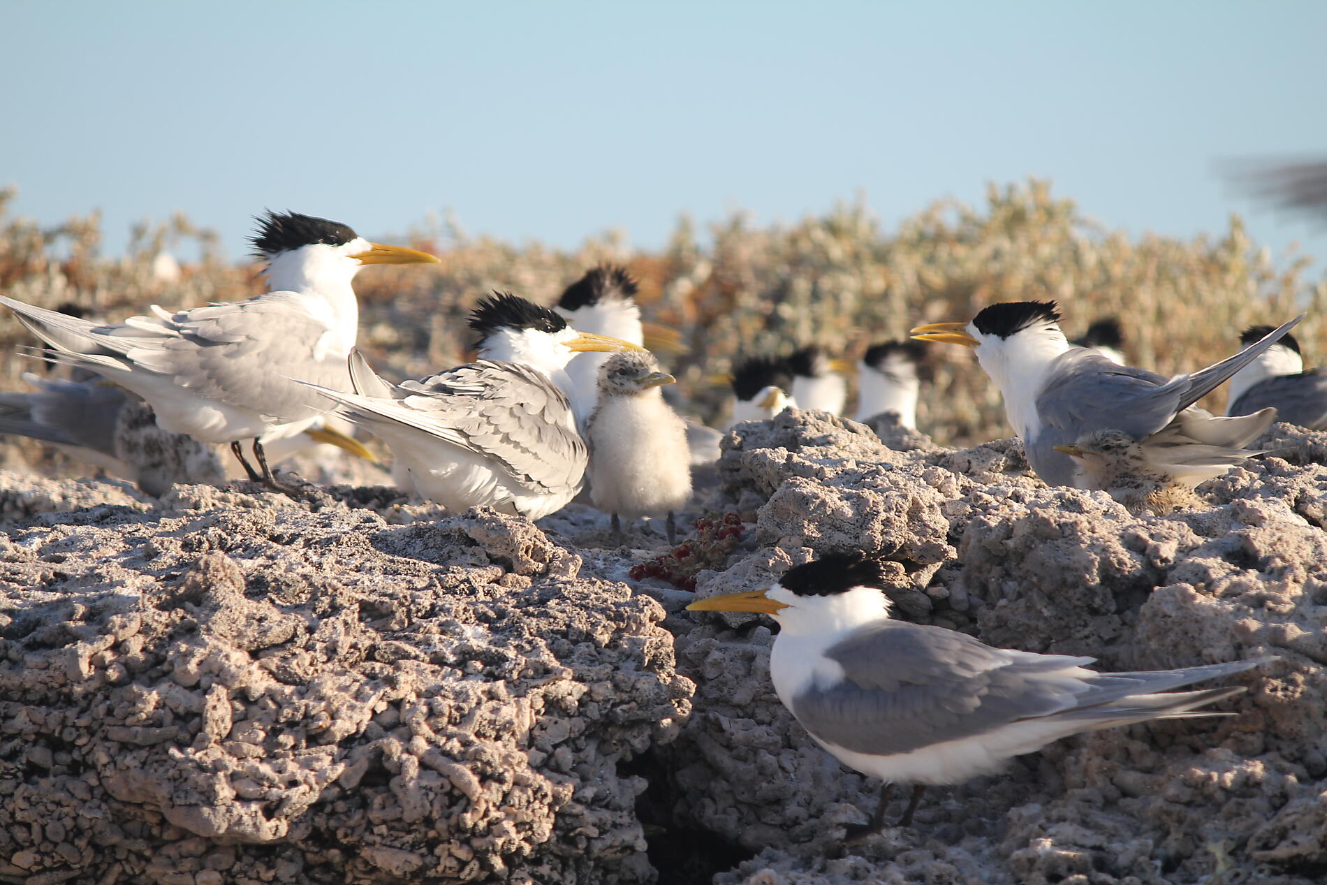 Abrolhos Islands Marine Park - Birds © Jamie Van Jones.JPG