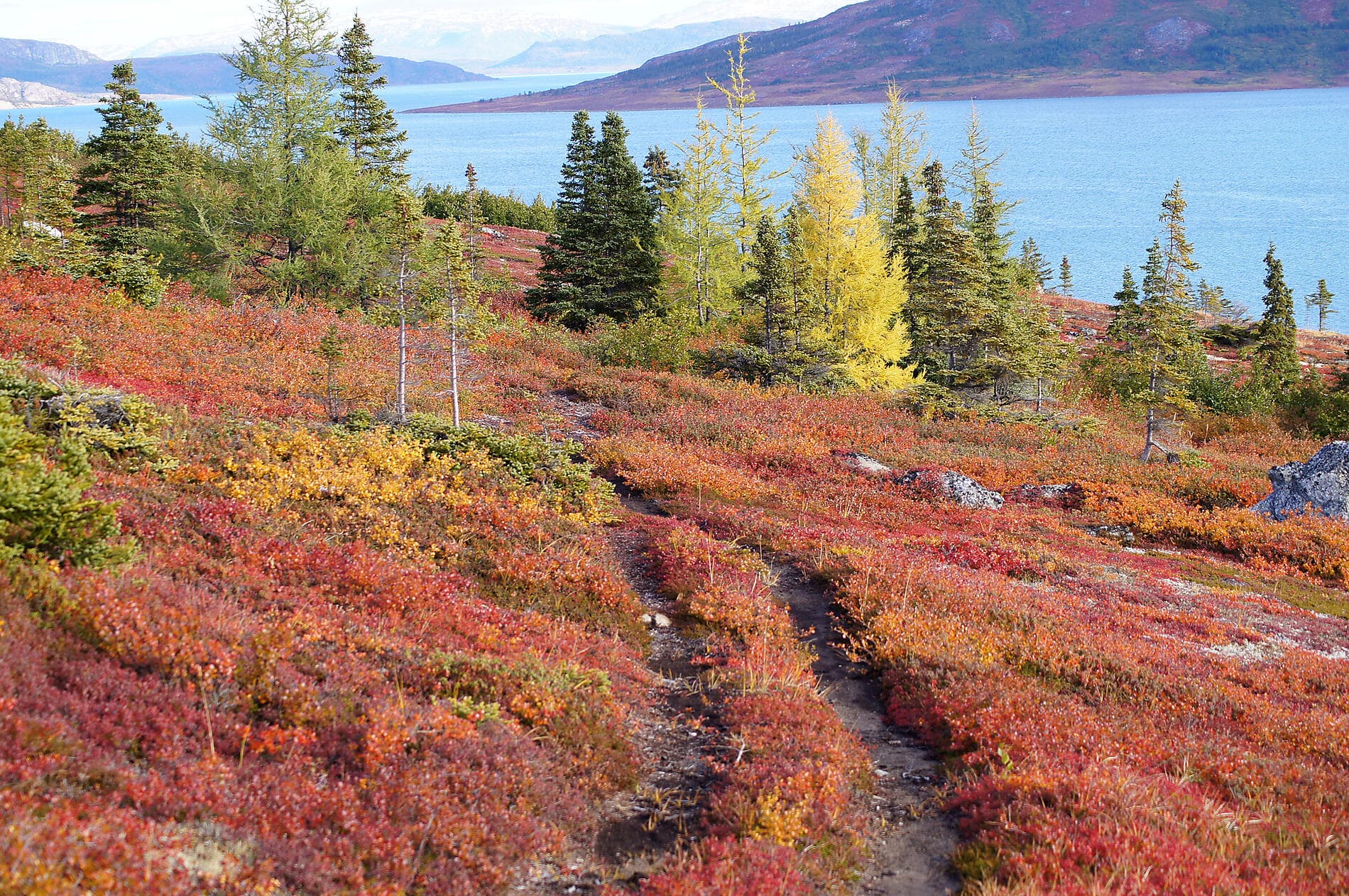 Wilderness from Greenland to the East Coast of Canada
