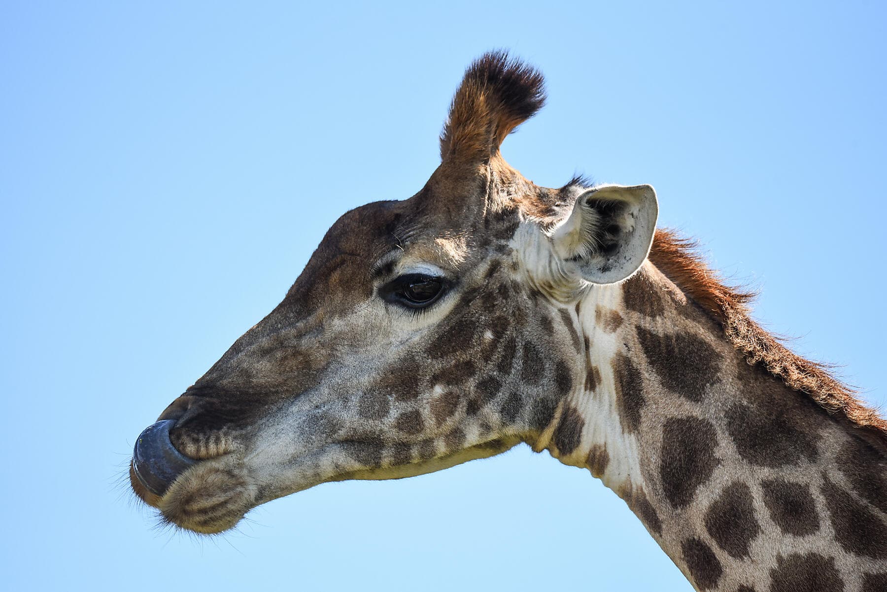 Namibian & South African Coastlines