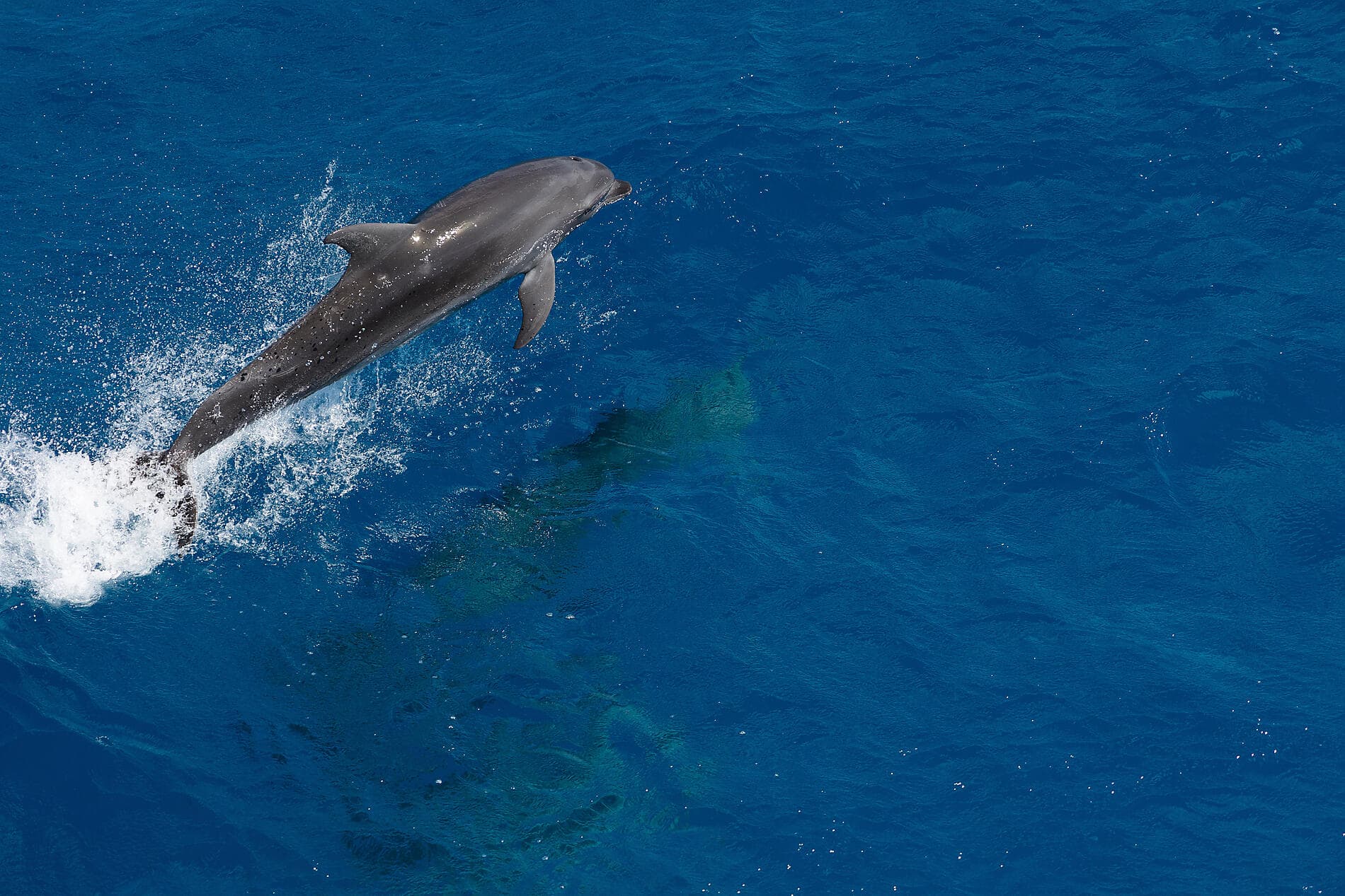 Polynesian Bliss : Marquesas and Tuamotu 