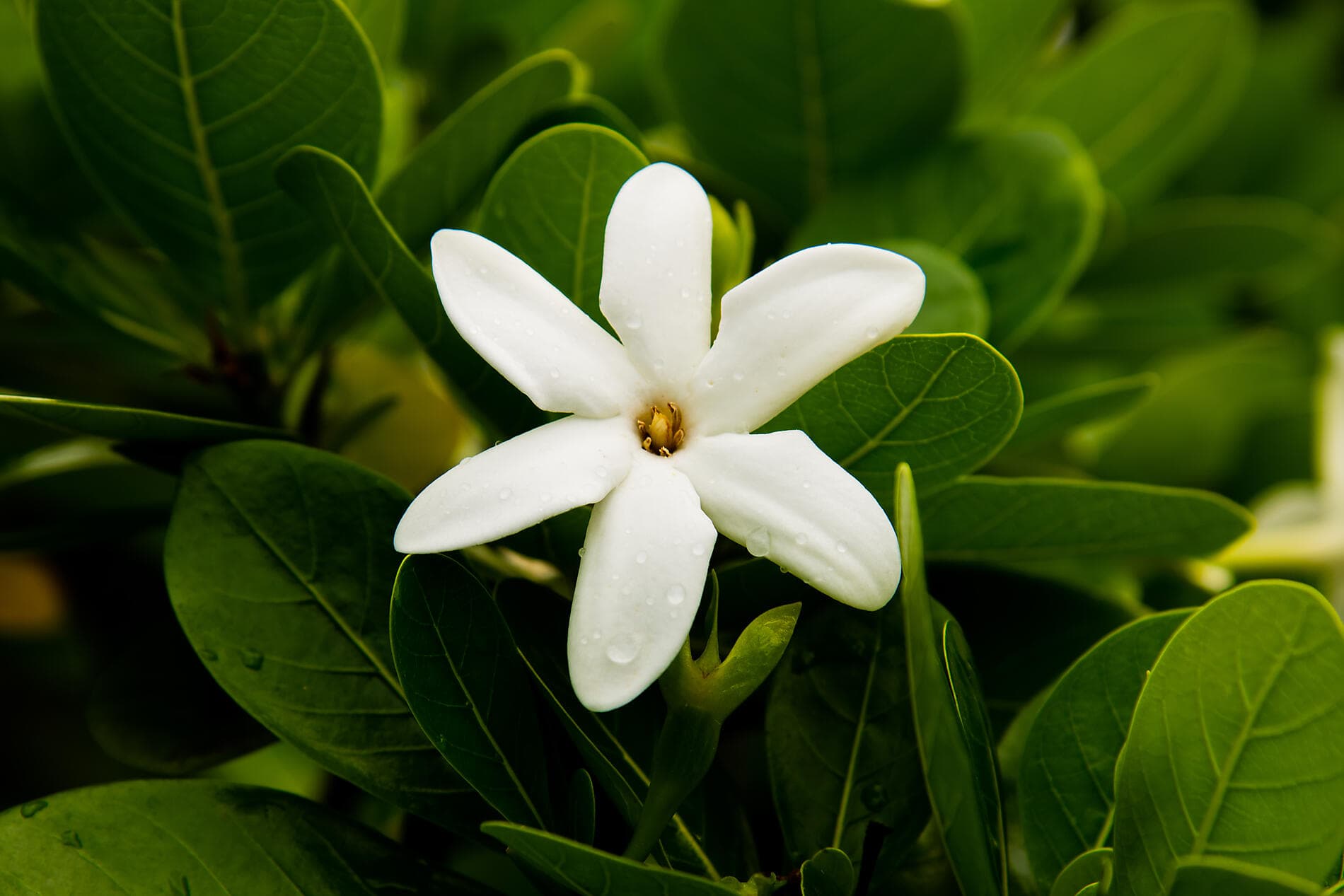 Polynesian Bliss : Marquesas and Tuamotu 