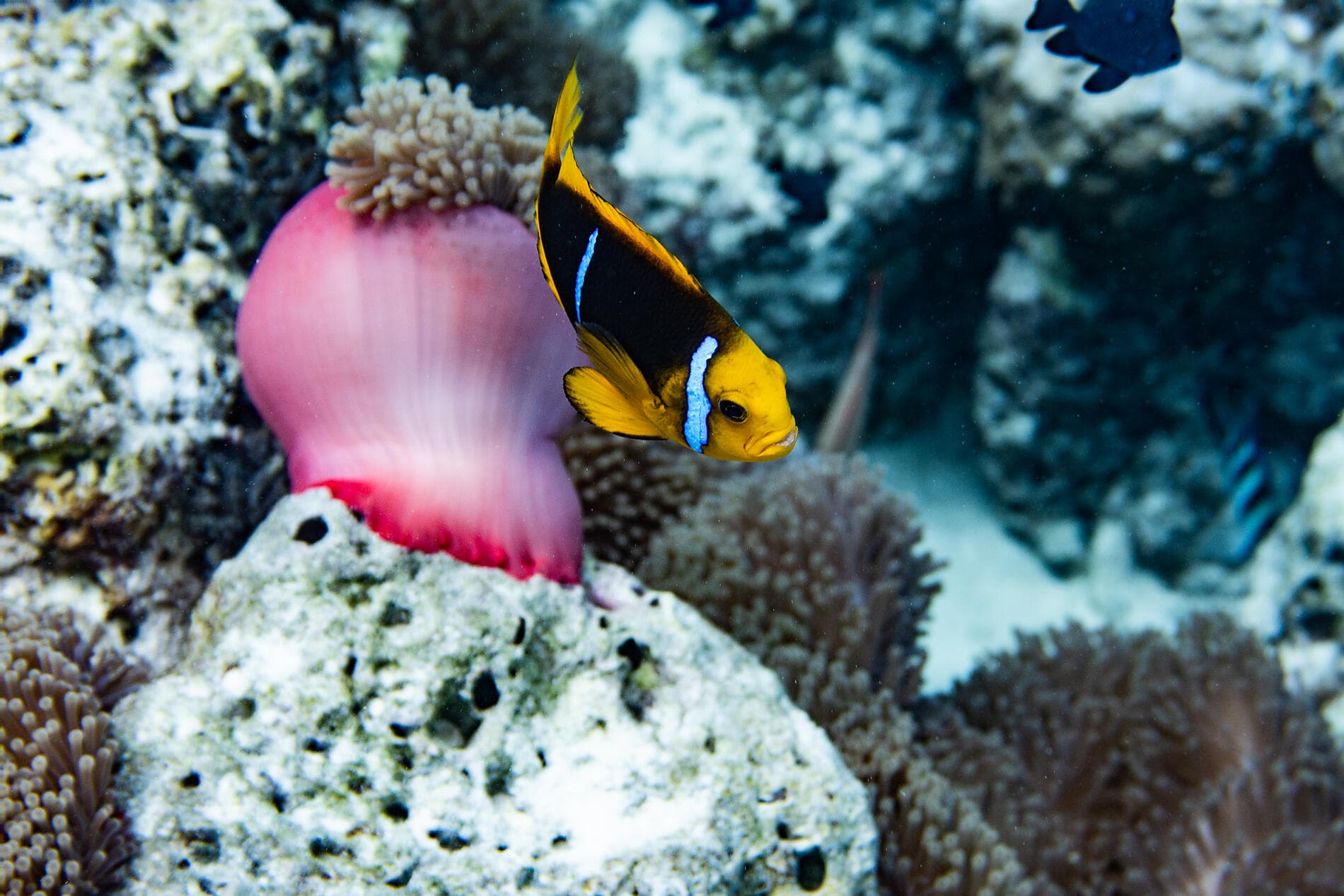 From Secluded French Polynesia to Pitcairn Island 