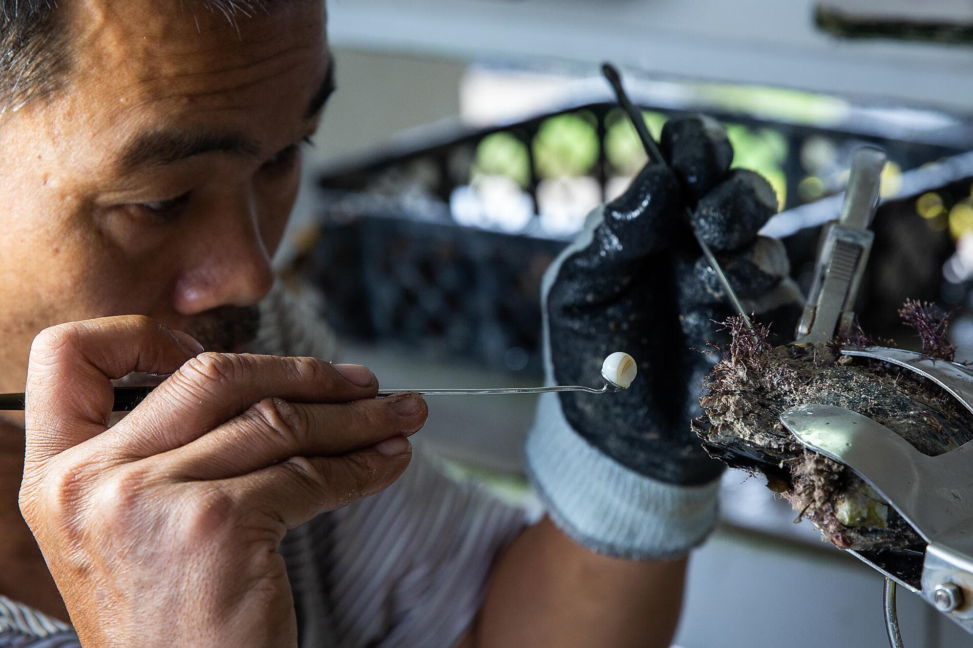From Secluded French Polynesia to Pitcairn Island 