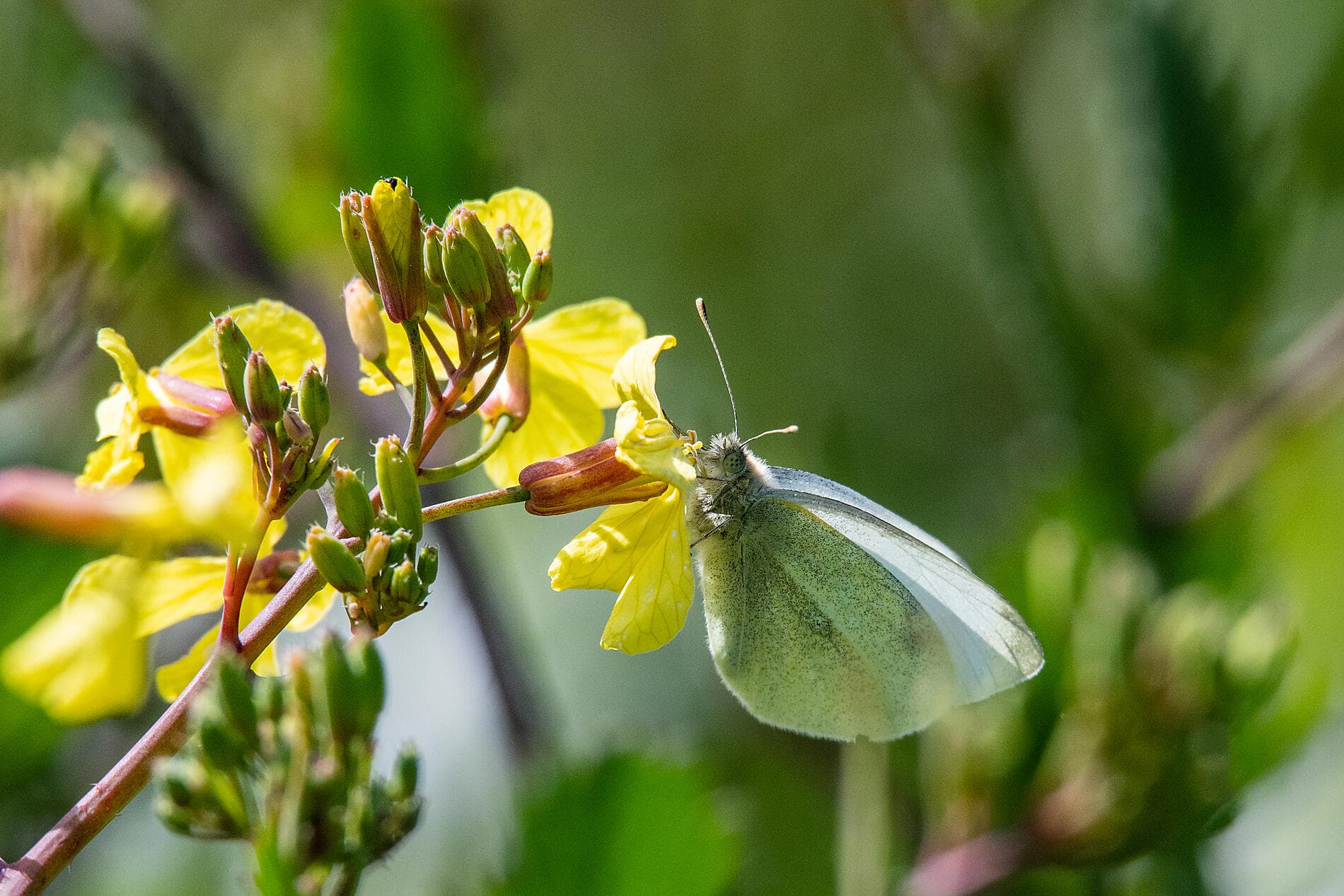 British archipelagos and Celtic shores 