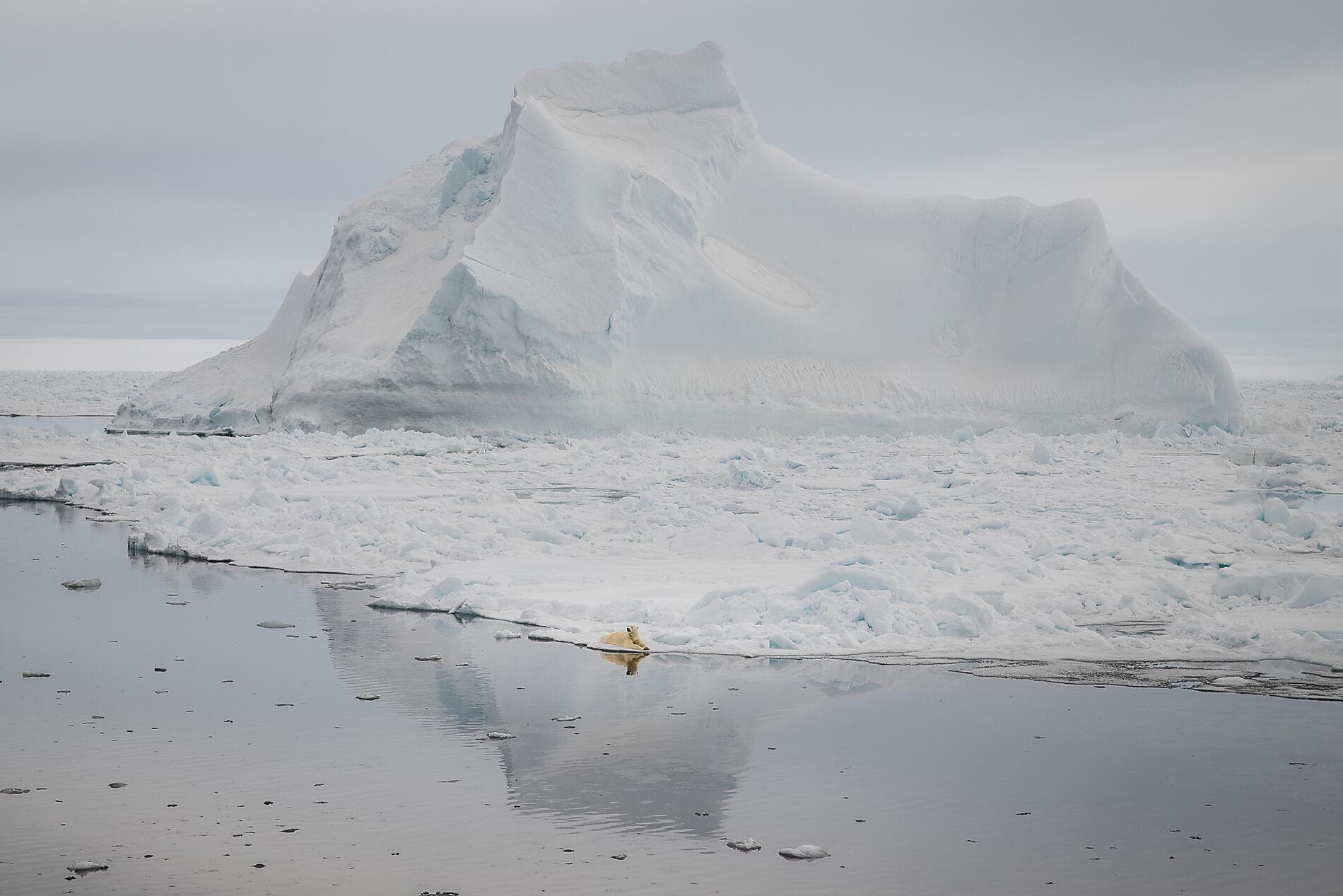 Northeast Greenland's unexplored sea ice