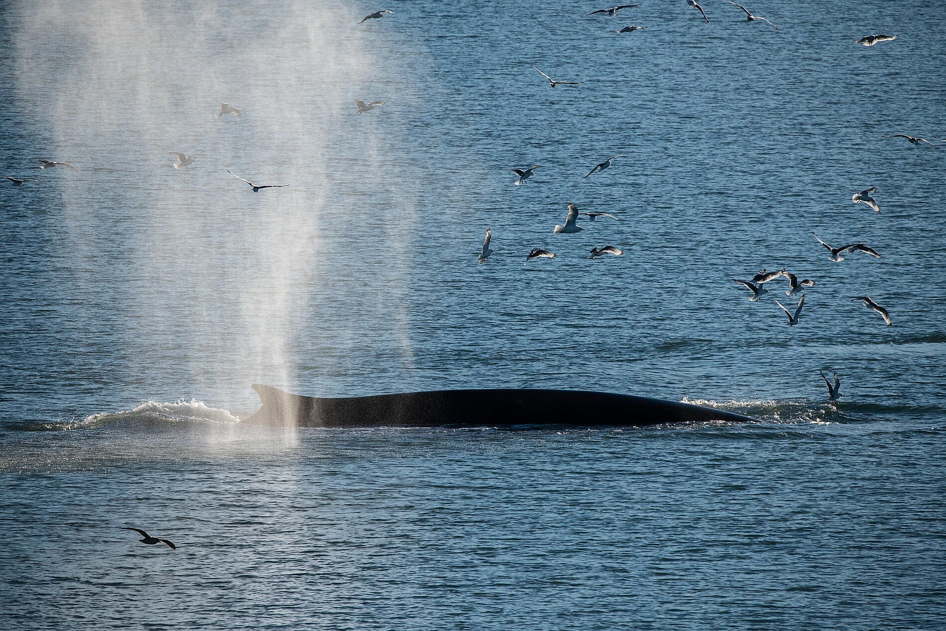 From Svalbard to Iceland: A Polar Odyssey 