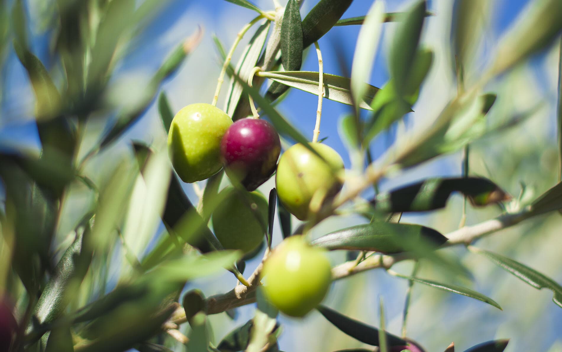 Island hopping aboard Le Ponant, from Athens to Dubrovnik 