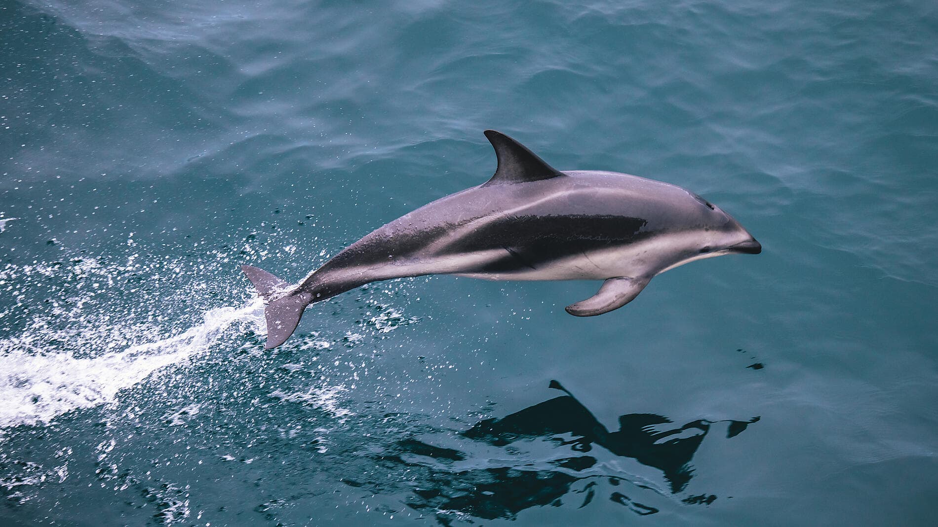 Journey to Austral Lands and Valdes Peninsula