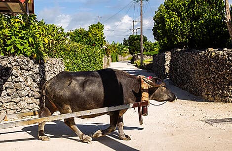 Feb 26, 26 - Taketomijima