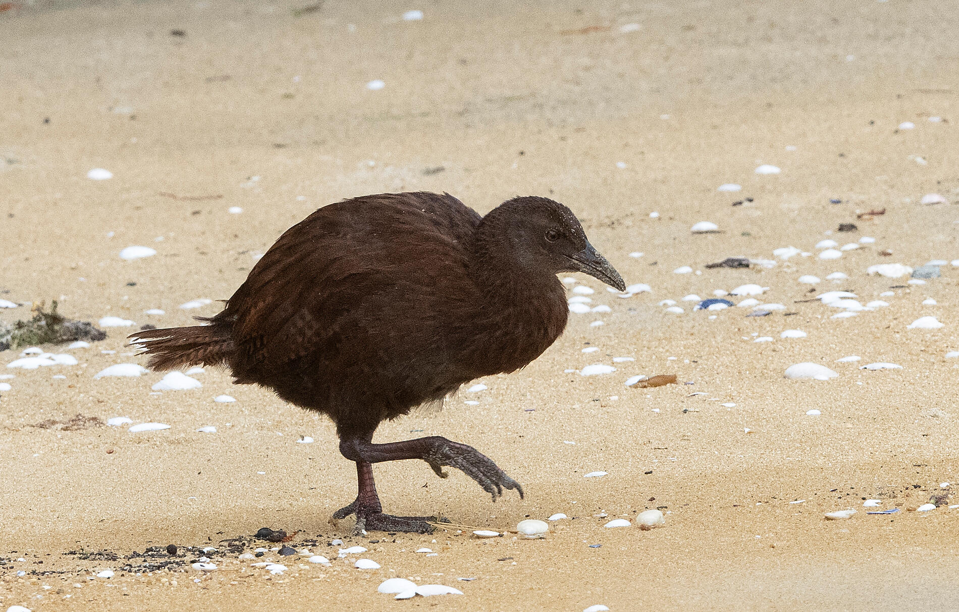 Stewart Island Weka - Ulva Island  83 - Angus McNab.jpg