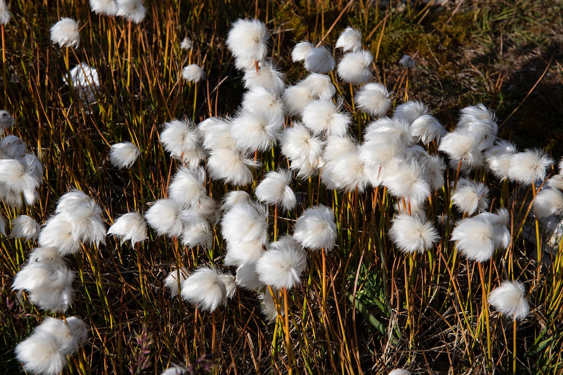 Total Solar Eclipse in The Far North