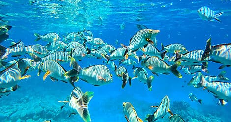 Nov 16, 26 - Mataiva, Tuamotu Islands