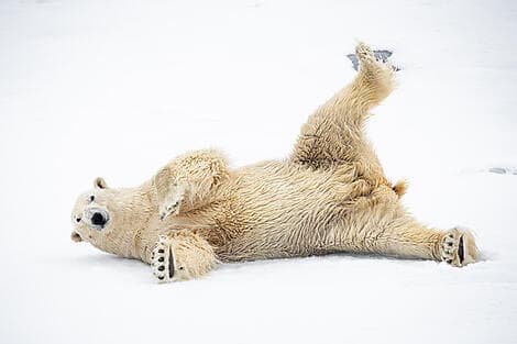 Jun 21, 26 > Jun 24, 26 - Exploration of North-East Greenland