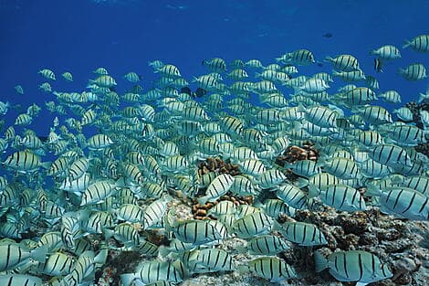 Jan 12, 27 - Makatea, Tuamotu Islands