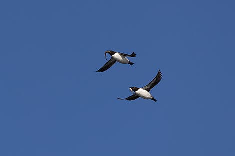 Jun 16, 26 - Sailing in the Hinlopen Strait