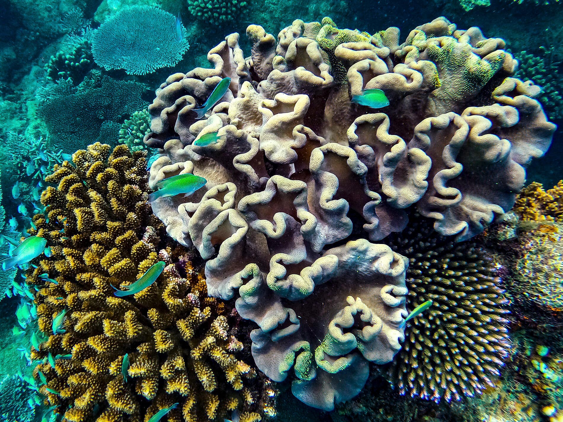 Madagascar & South Africa